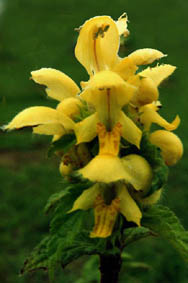 Lamiastrum galeobdolon